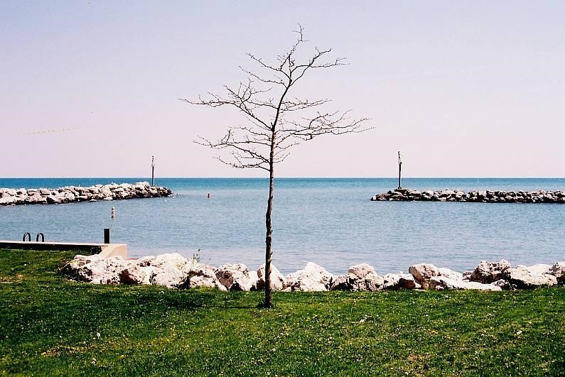 Disney International Consultancy